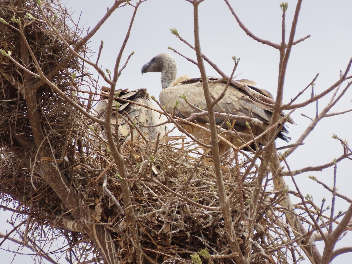 Buitre Dorsiblanco Africano - ML646755497