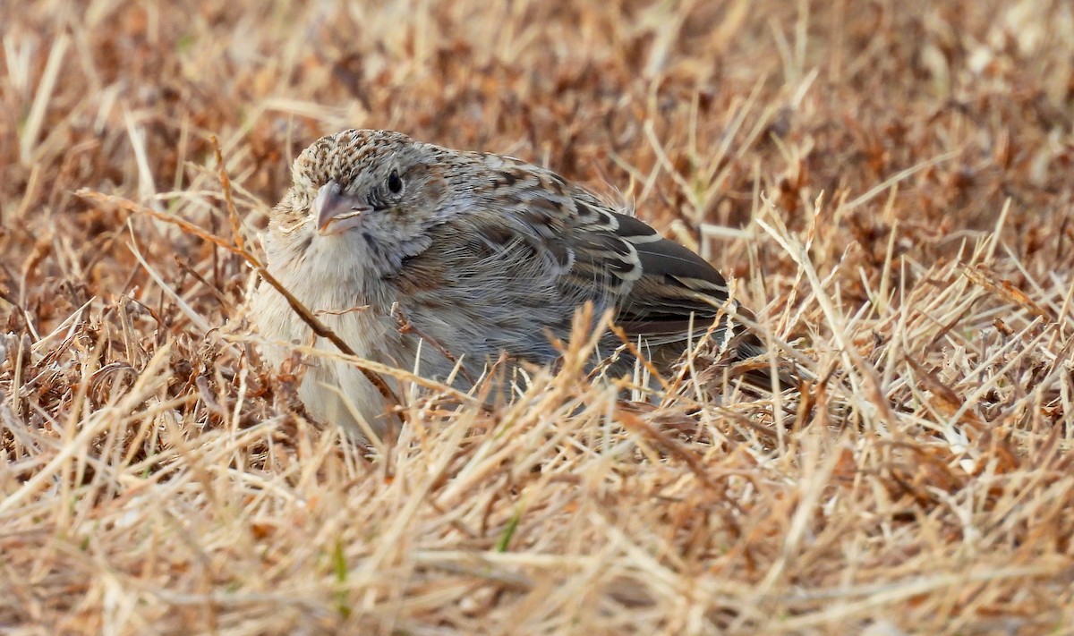 Chingolo de Cassin - ML646755499