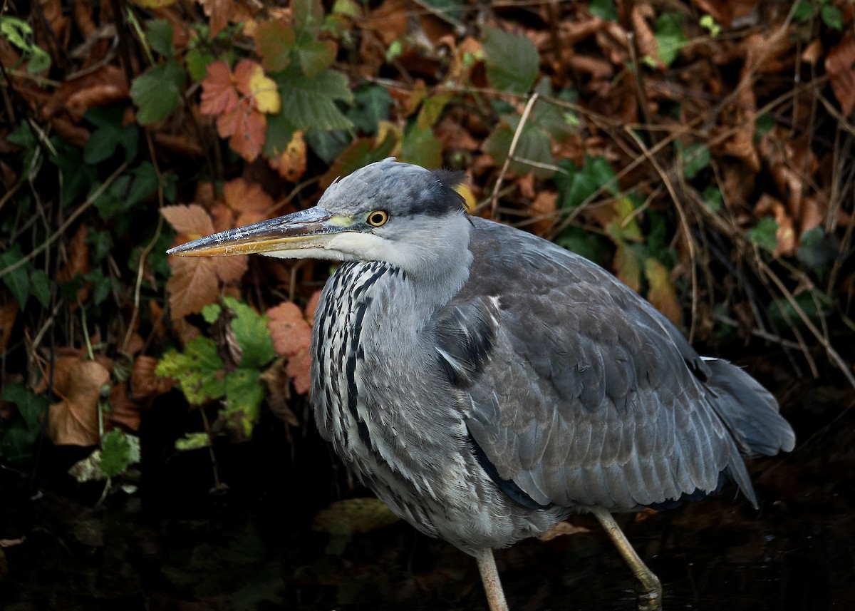 Héron cendré - ML646755501