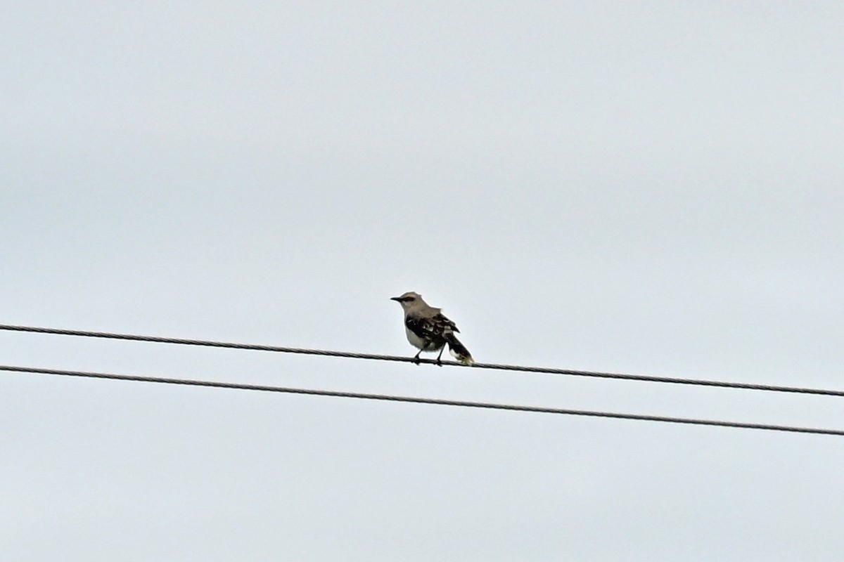 Tropikal Taklitçi - ML646755506