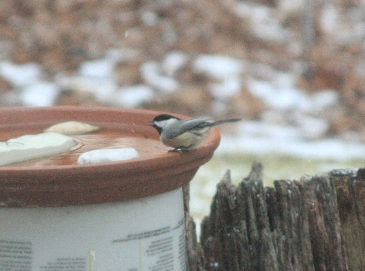 Carolina Chickadee - ML646755507