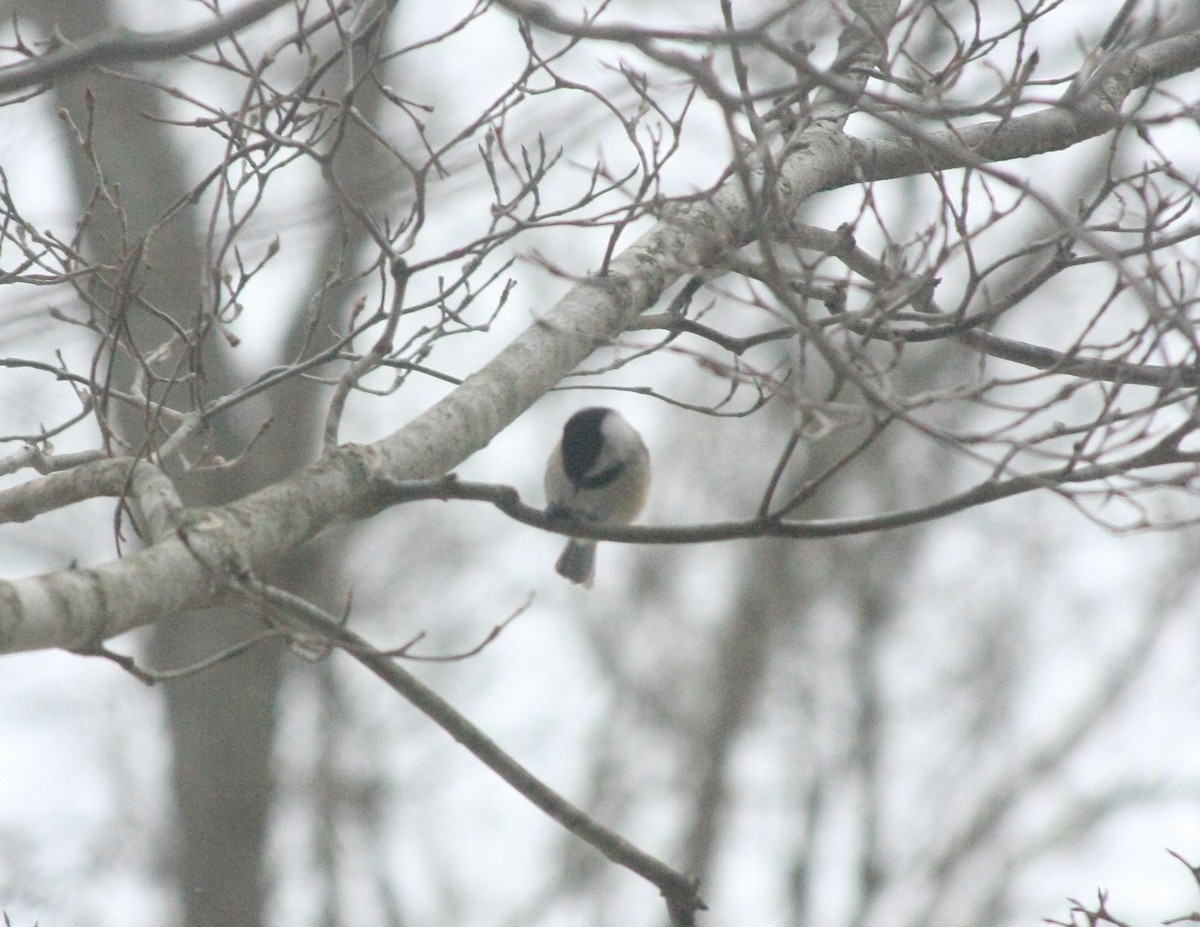 Carolina Chickadee - ML646755508