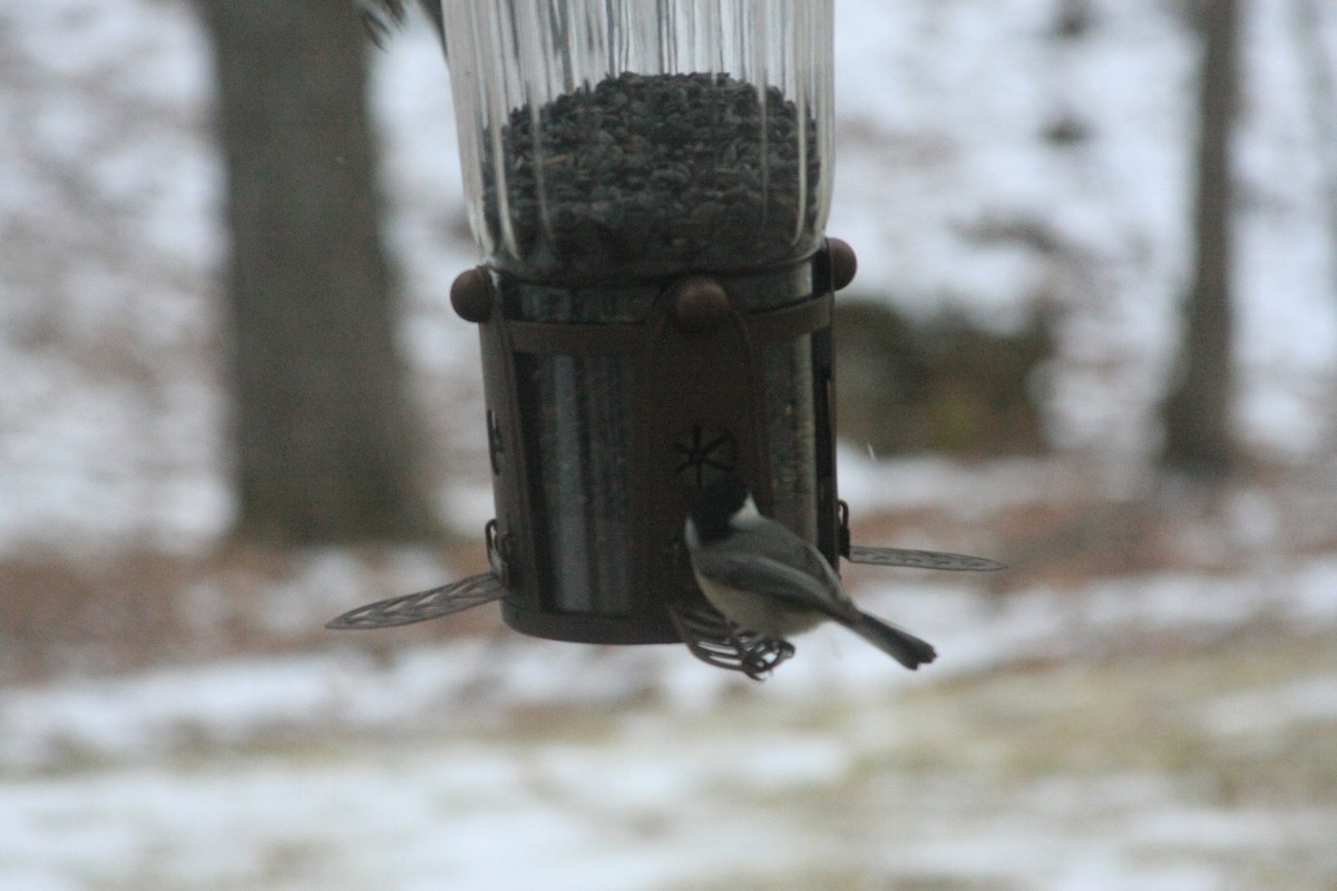 Carolina Chickadee - ML646755509