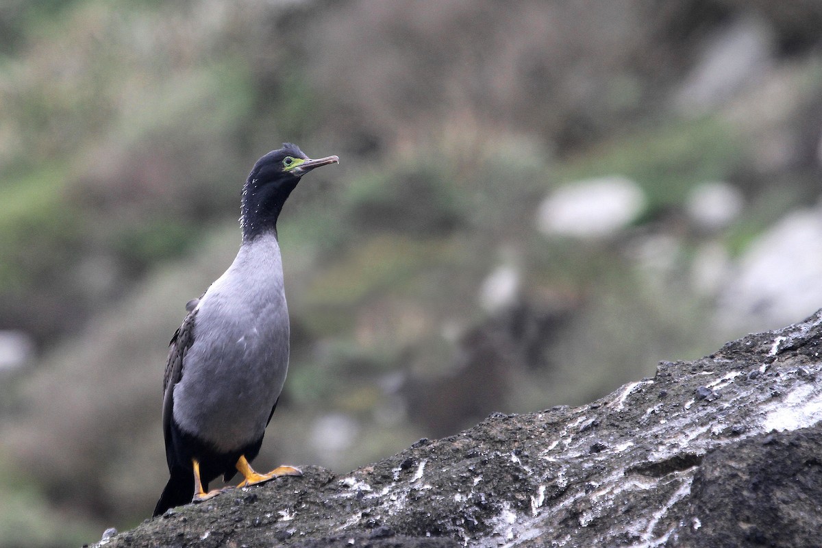 Pitt Island Shag - Stephen Gast
