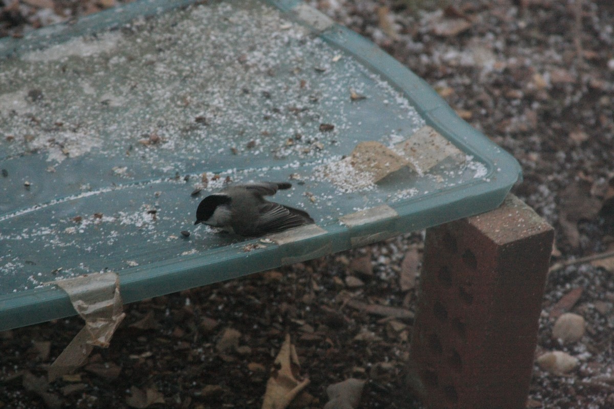 Carolina Chickadee - ML646755511