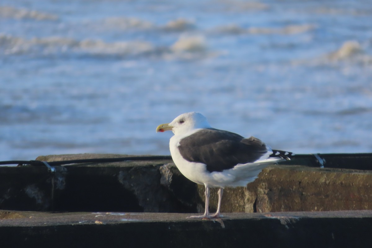 Great Black-backed Gull - ML646755513
