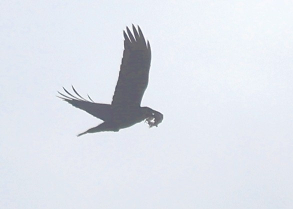 עורב שחור - ML646755518