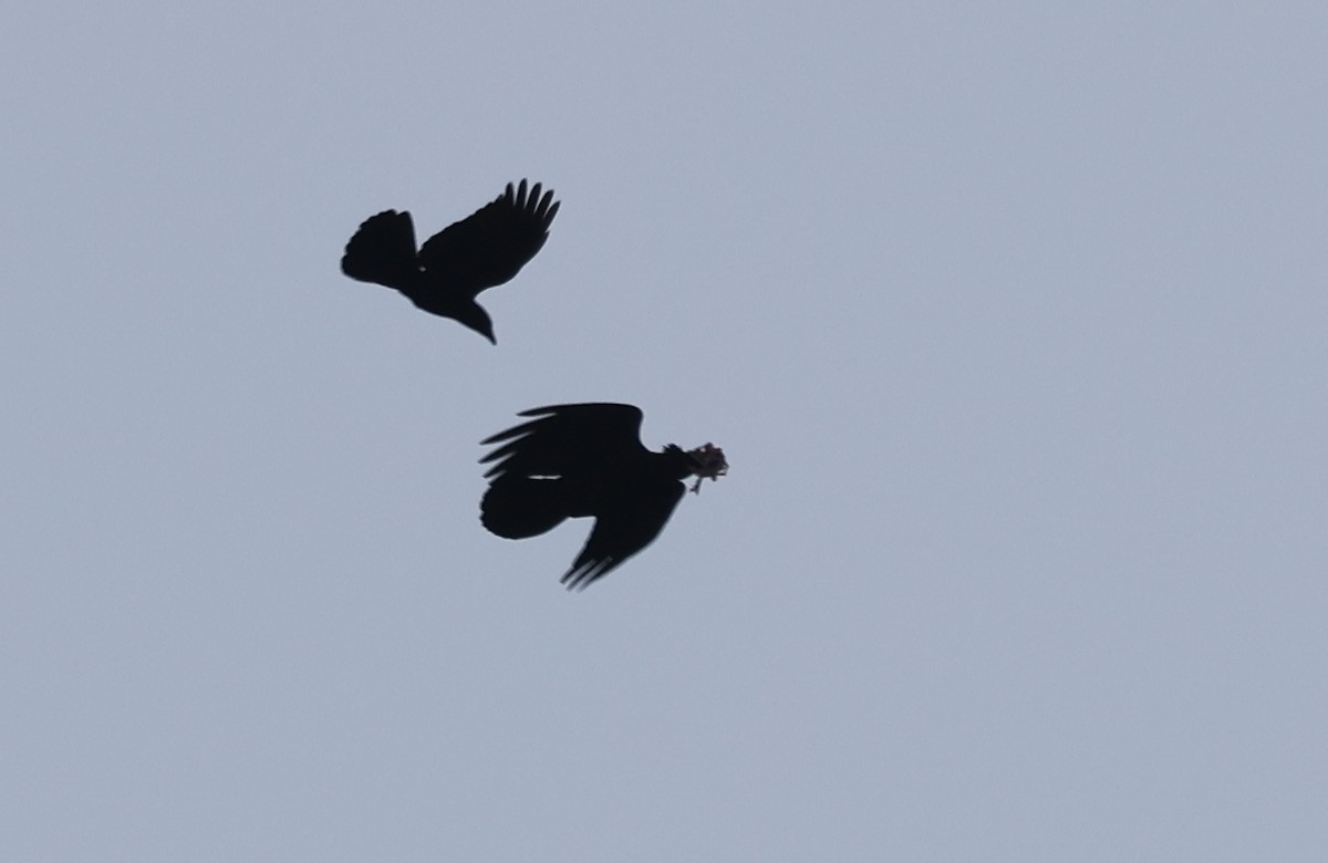 עורב שחור - ML646755519