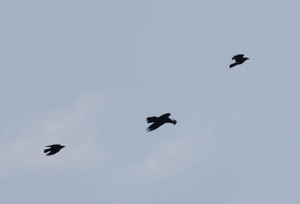 עורב שחור - ML646755520