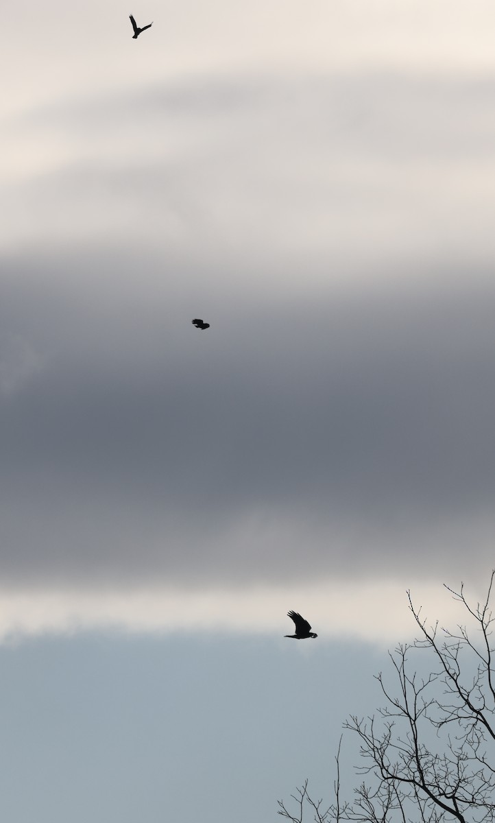 עורב שחור - ML646755521