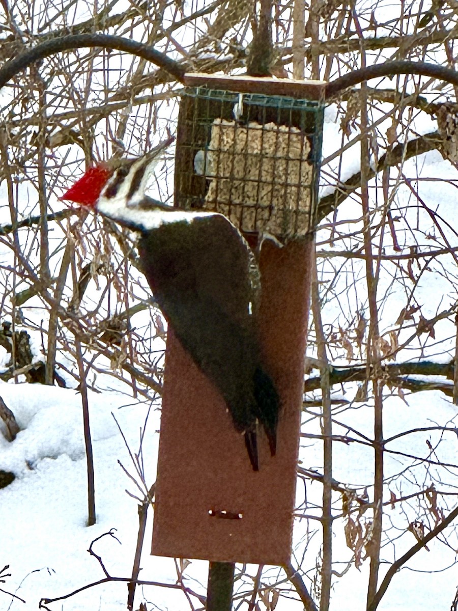 Pileated Woodpecker - ML646755522