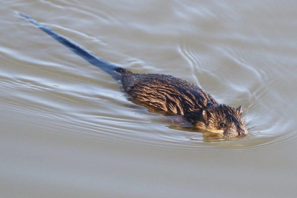 Rakali - ML646755529