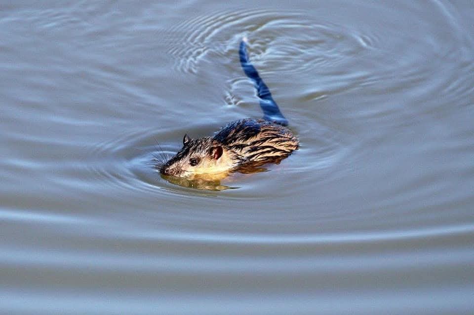 Rakali - ML646755531