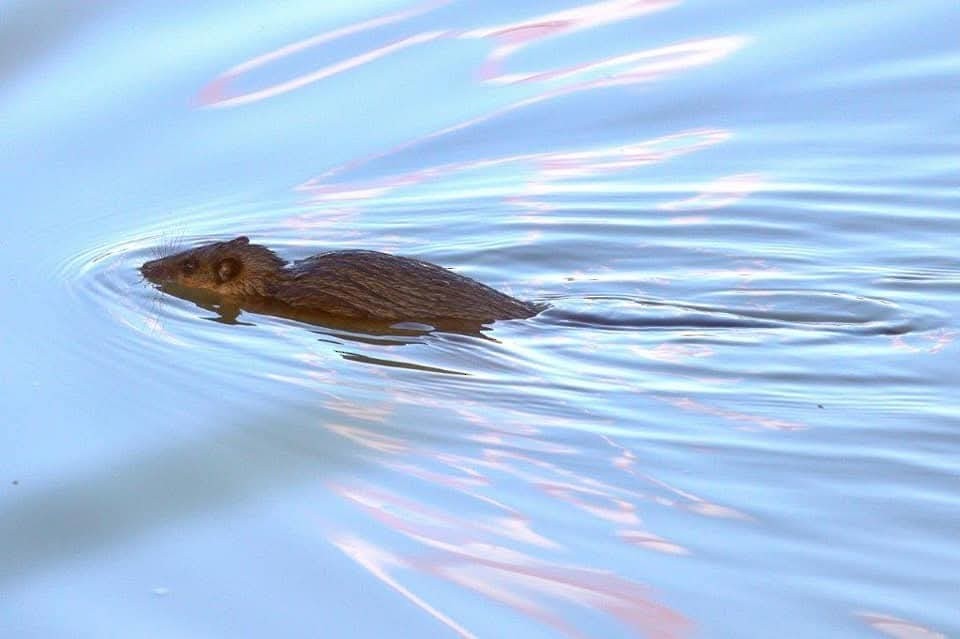 Rakali - ML646755532