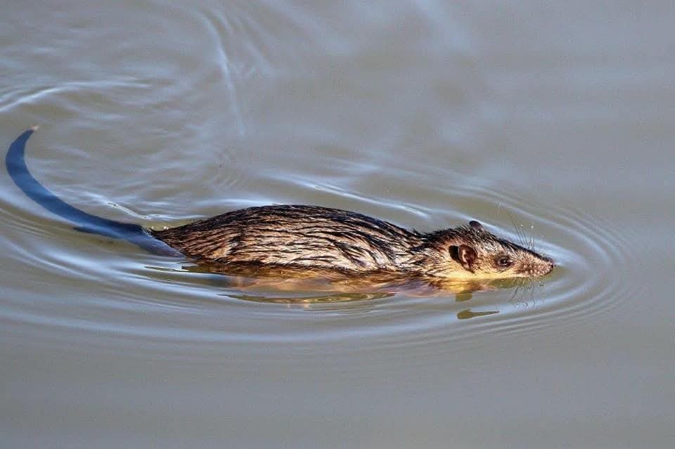 Rakali - ML646755533