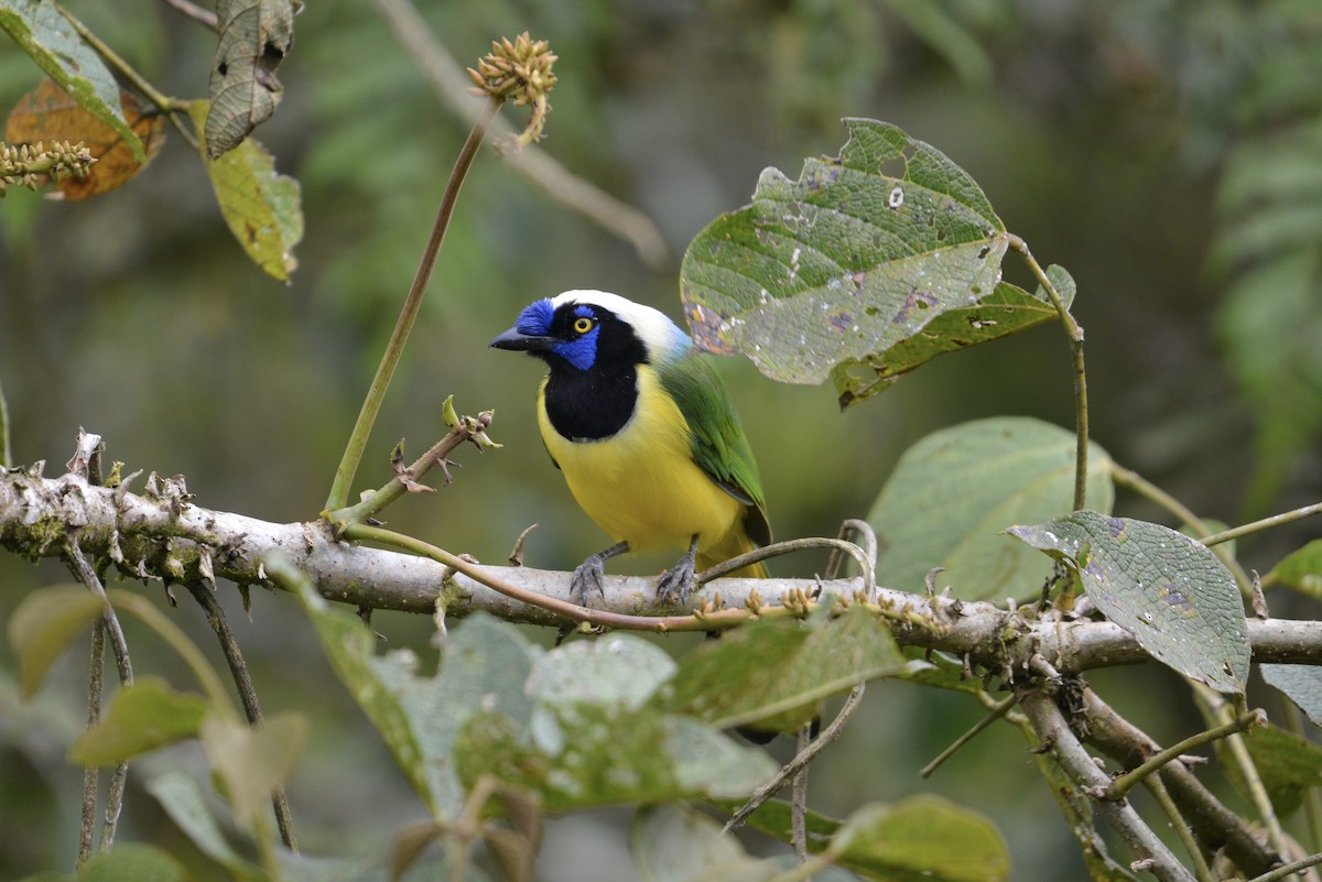 sojka zelenavá [skupina yncas] - ML646755535