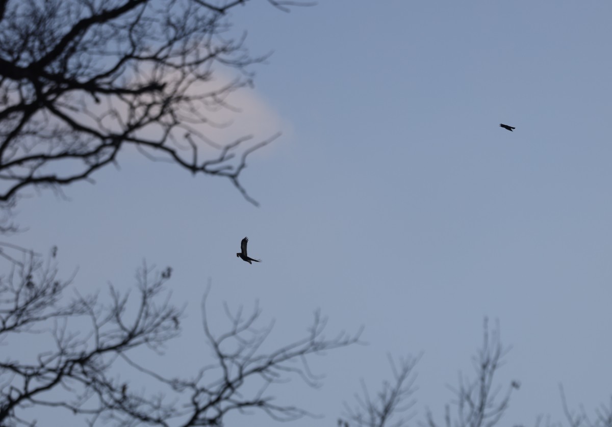 アメリカガラス - ML646755536