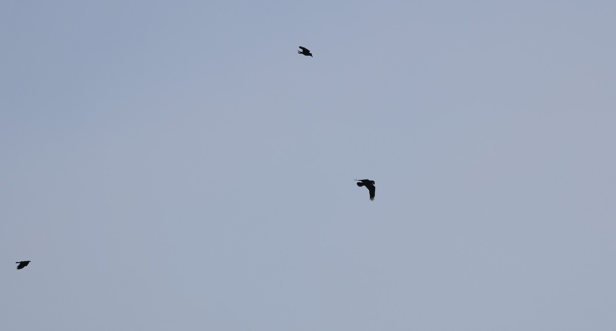 アメリカガラス - ML646755537