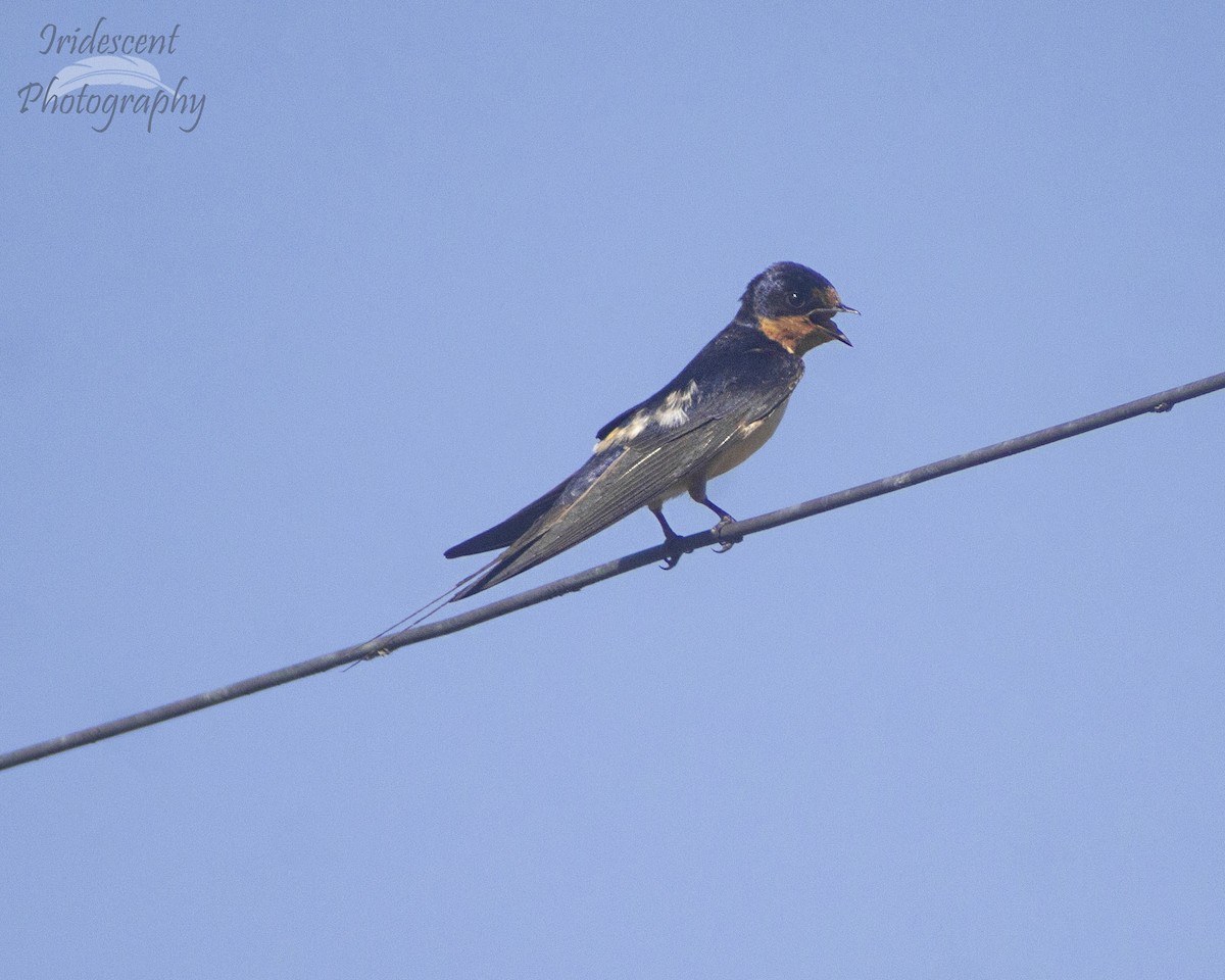 Ластівка сільська - ML646755538