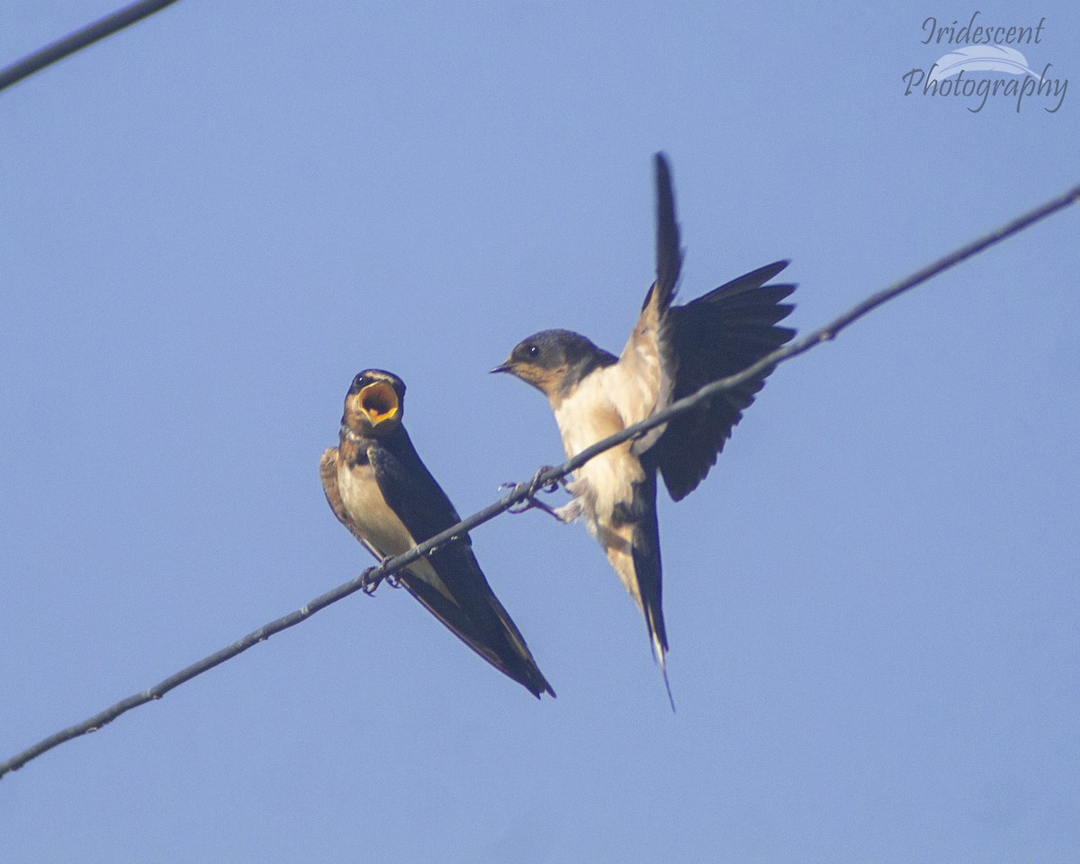 Ластівка сільська - ML646755539