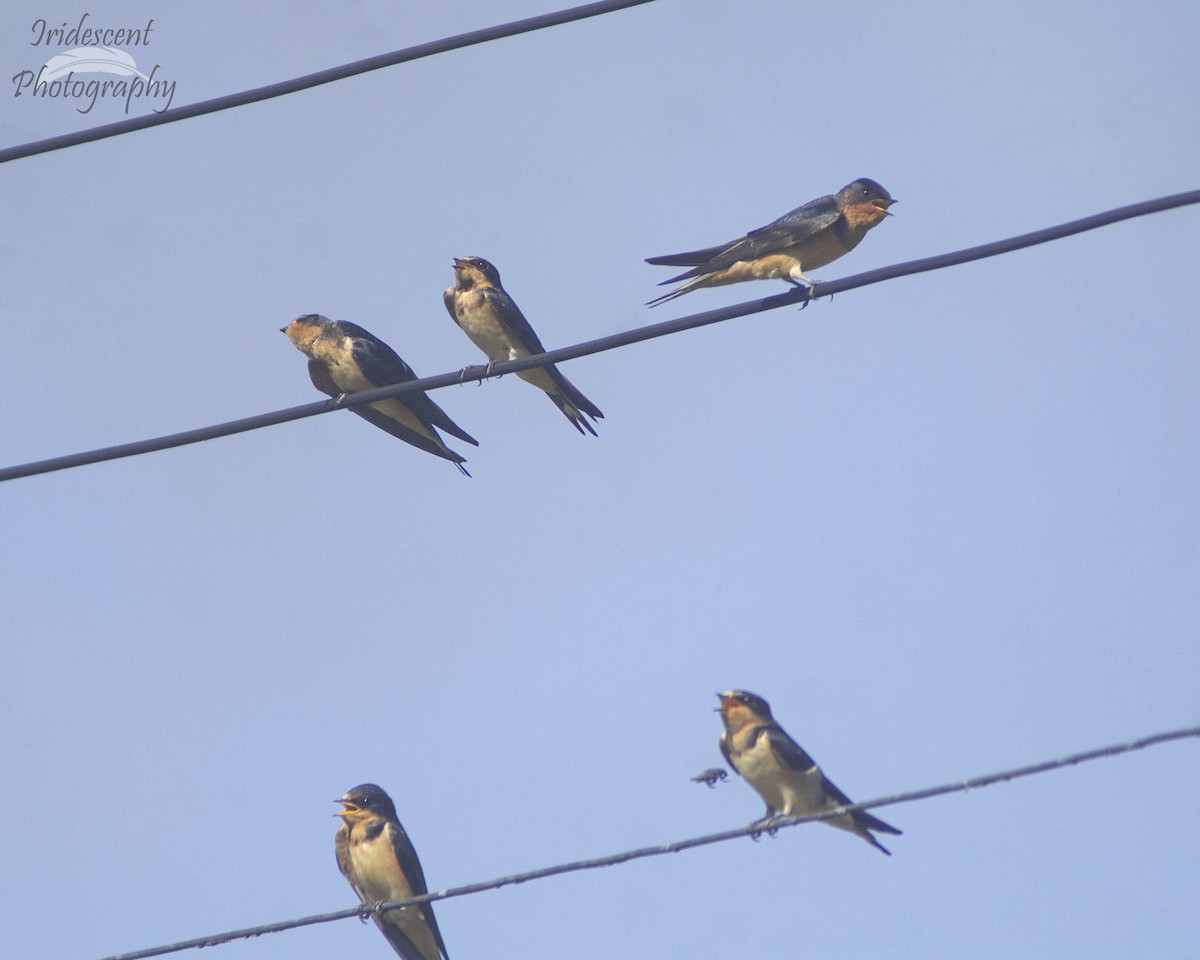 Ластівка сільська - ML646755540