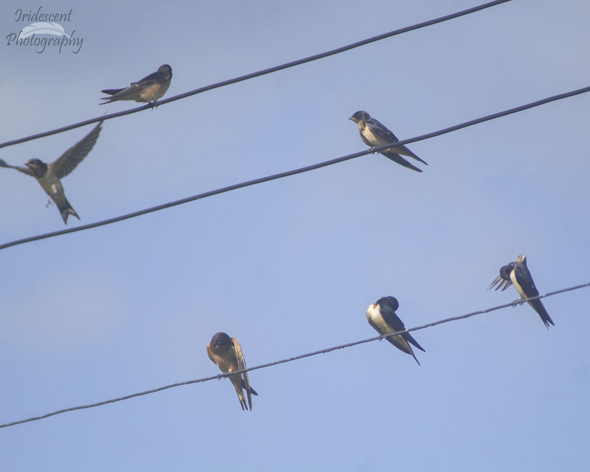 Ластівка сільська - ML646755541