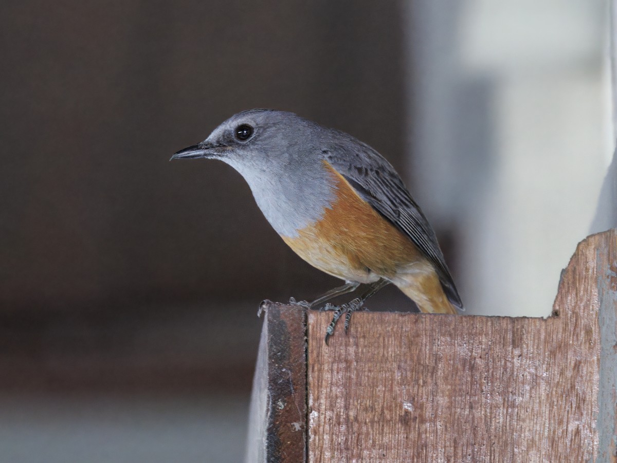 Forest Rock-Thrush (Benson's) - ML646755549