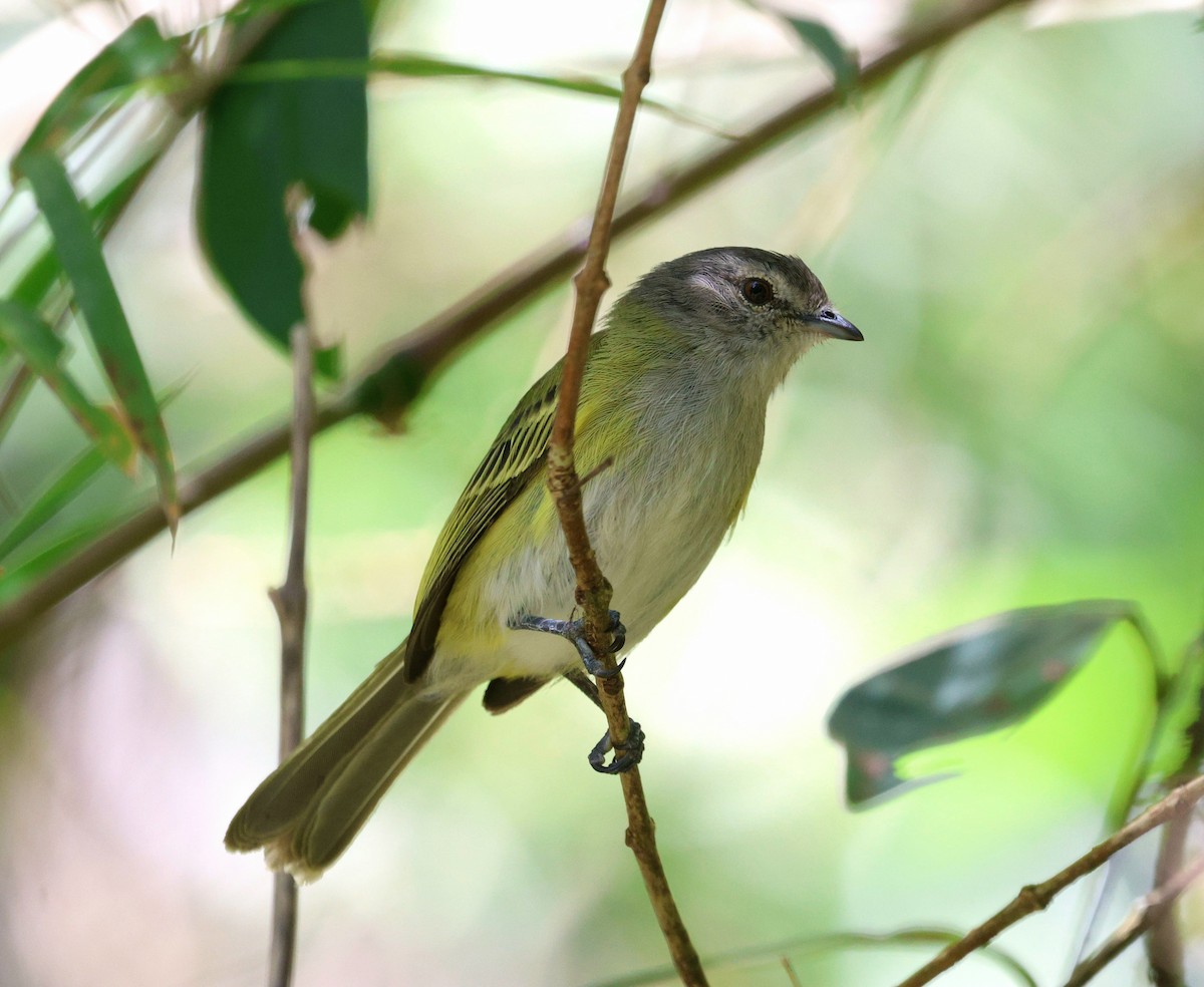 Gray-capped Tyrannulet - ML646755550