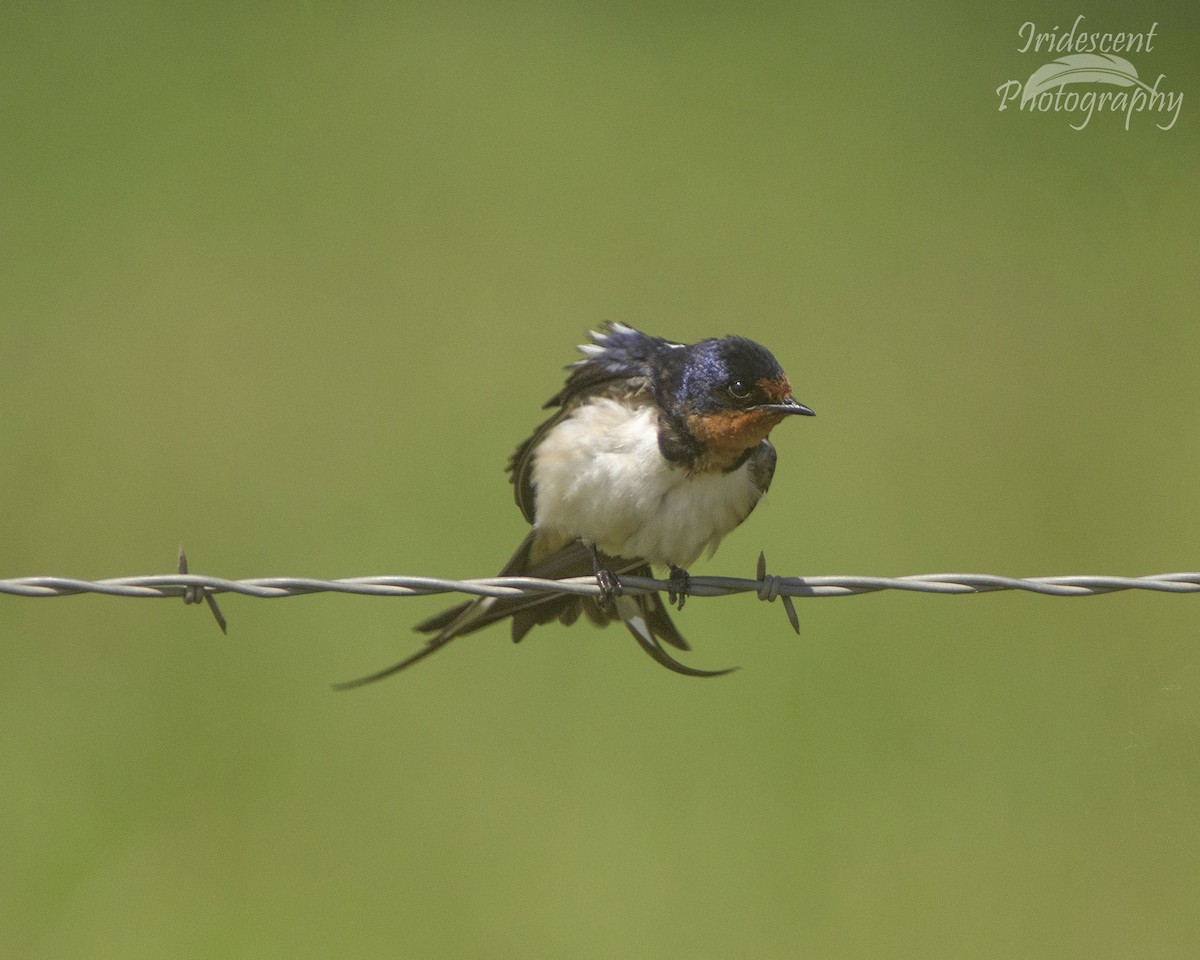 Ластівка сільська - ML646755551