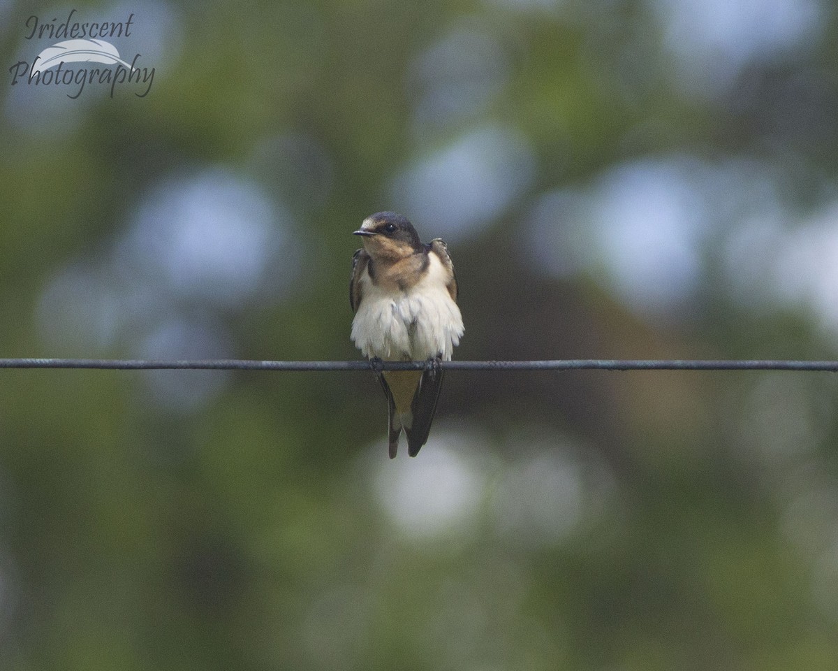 Ластівка сільська - ML646755560