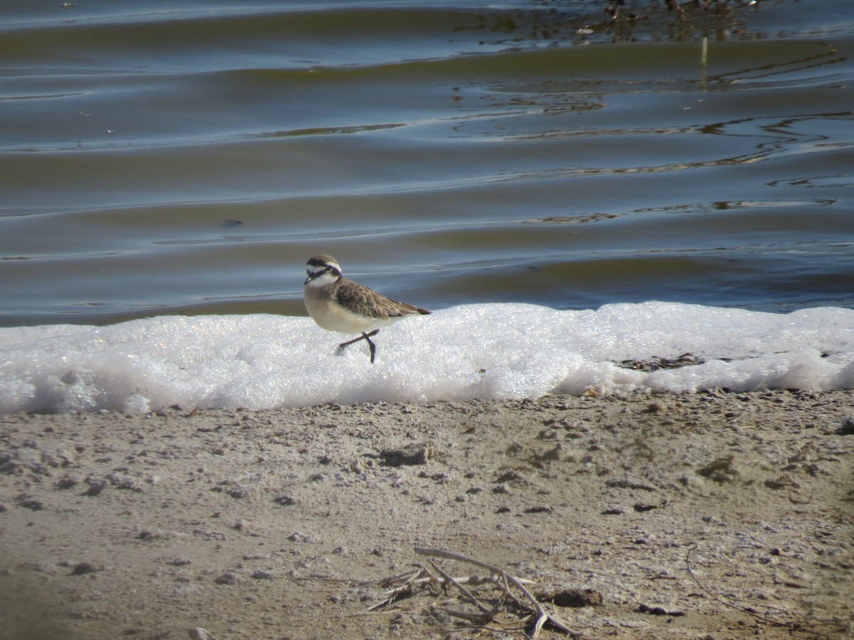 ヒメチドリ - ML646755566