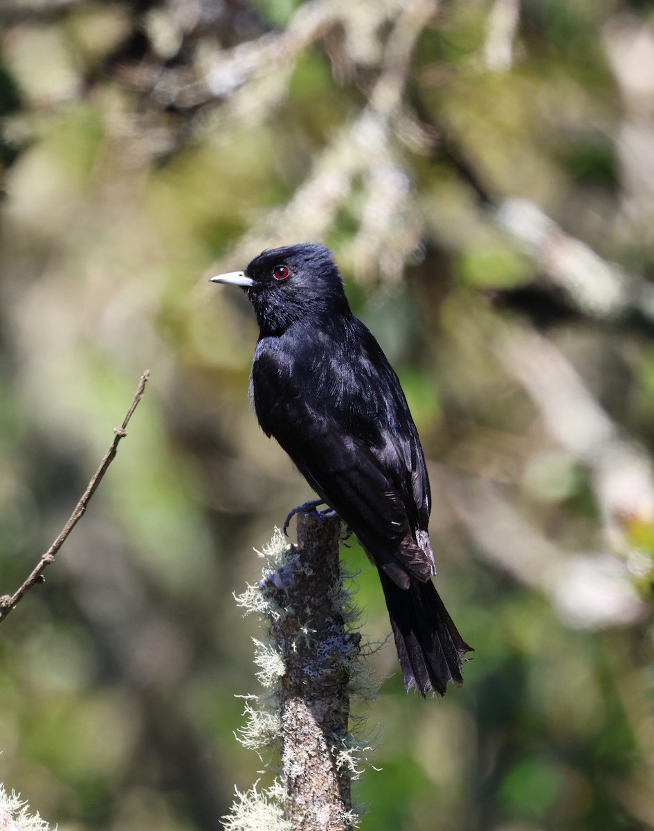 Blue-billed Black-Tyrant - ML646755567