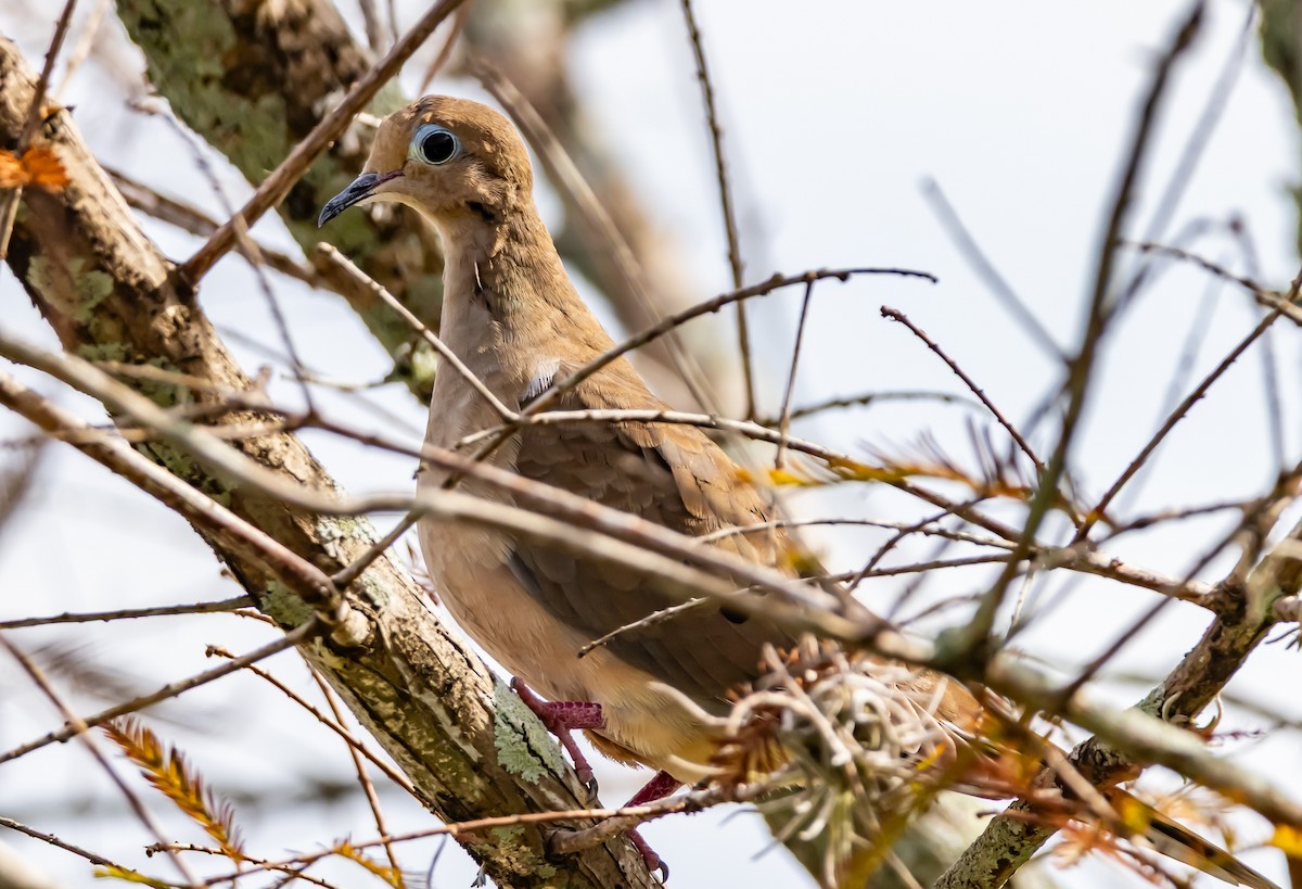 Carolinataube - ML646755568