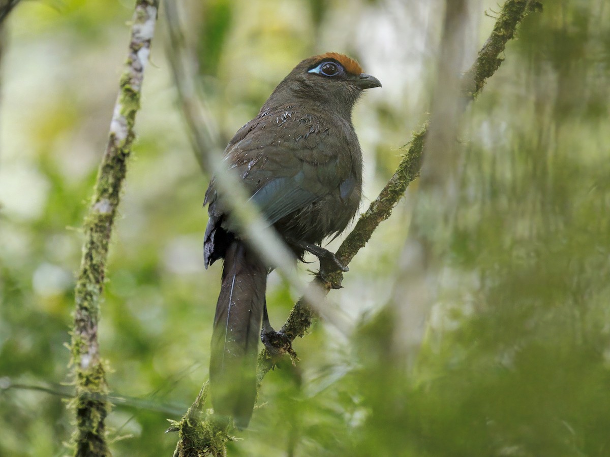 Red-fronted Coua - ML646755572