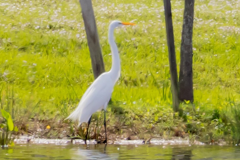 Silberreiher - ML646755574