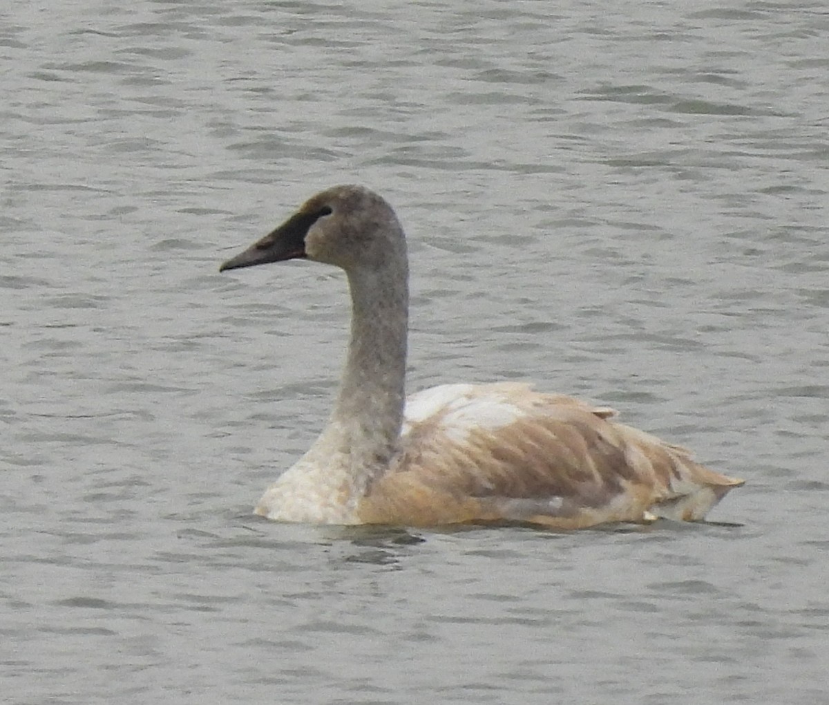 ナキハクチョウ - ML646755575