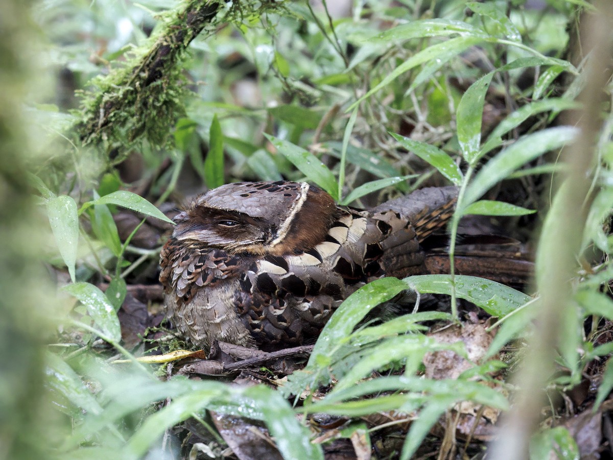 Collared Nightjar - ML646755576