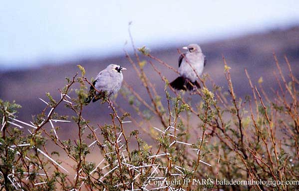 Wattled Starling - ML646755579