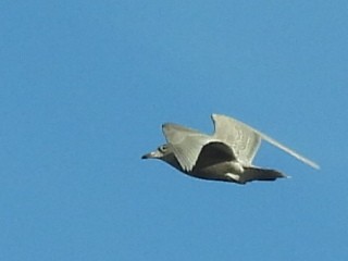 grønlandsmåke - ML646755580