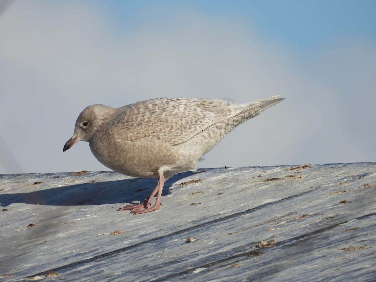 grønlandsmåke - ML646755581