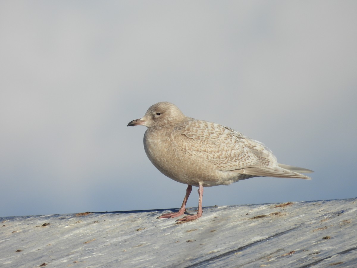 grønlandsmåke - ML646755582