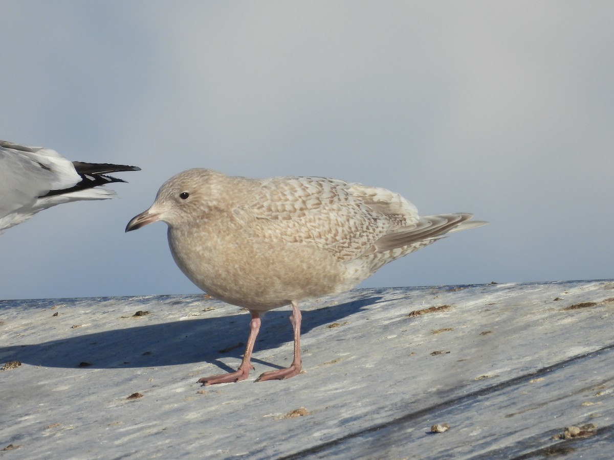 grønlandsmåke - ML646755583