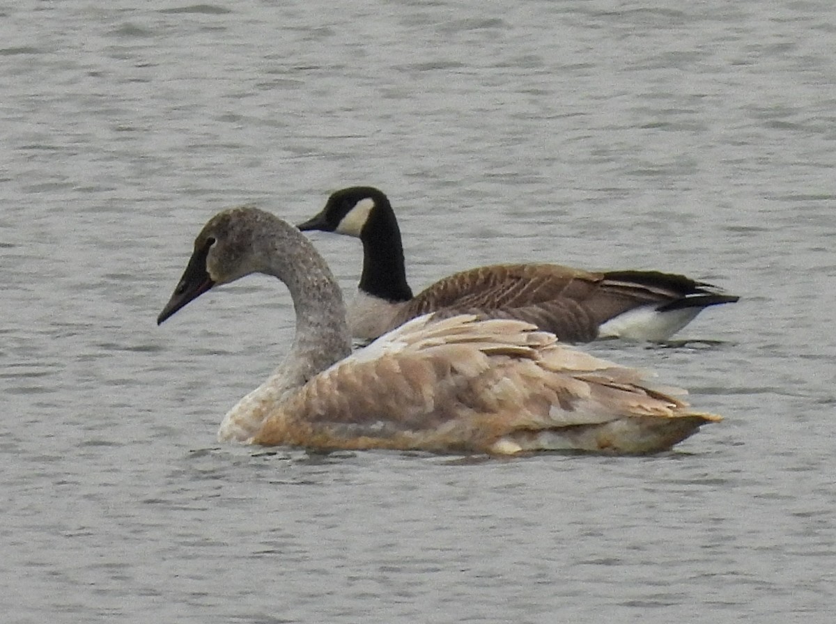 ナキハクチョウ - ML646755595