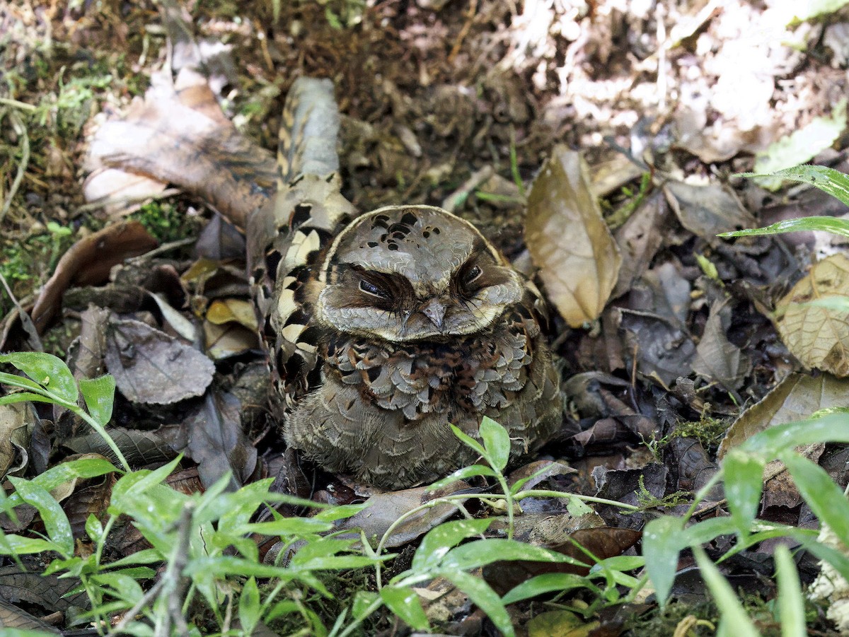 Collared Nightjar - ML646755597