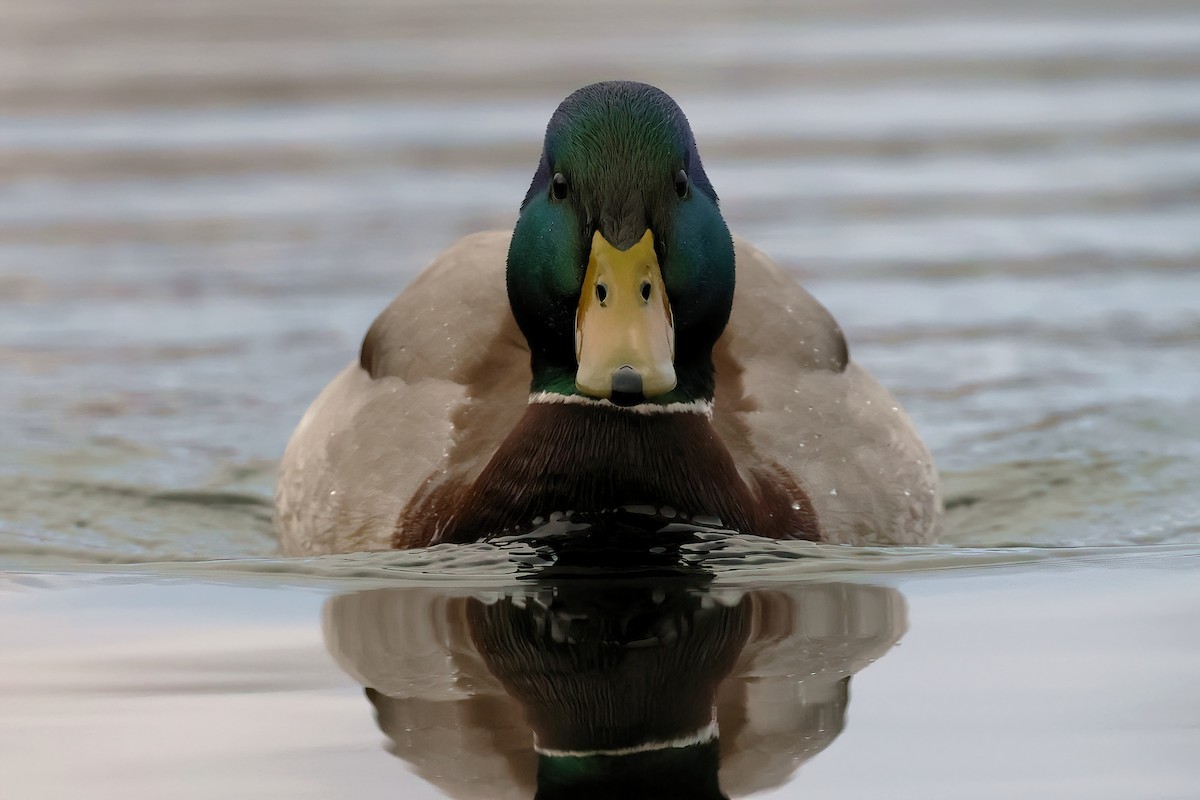 Basahatea - ML646755598