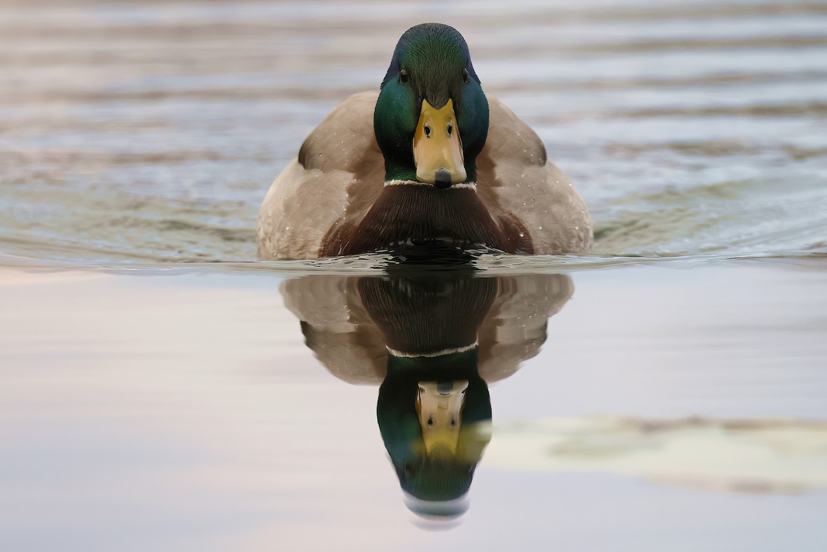 Basahatea - ML646755599