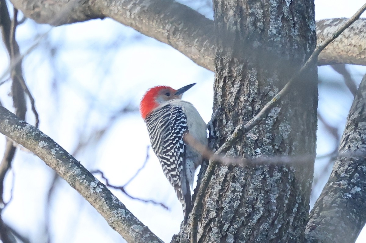 シマセゲラ - ML646755601