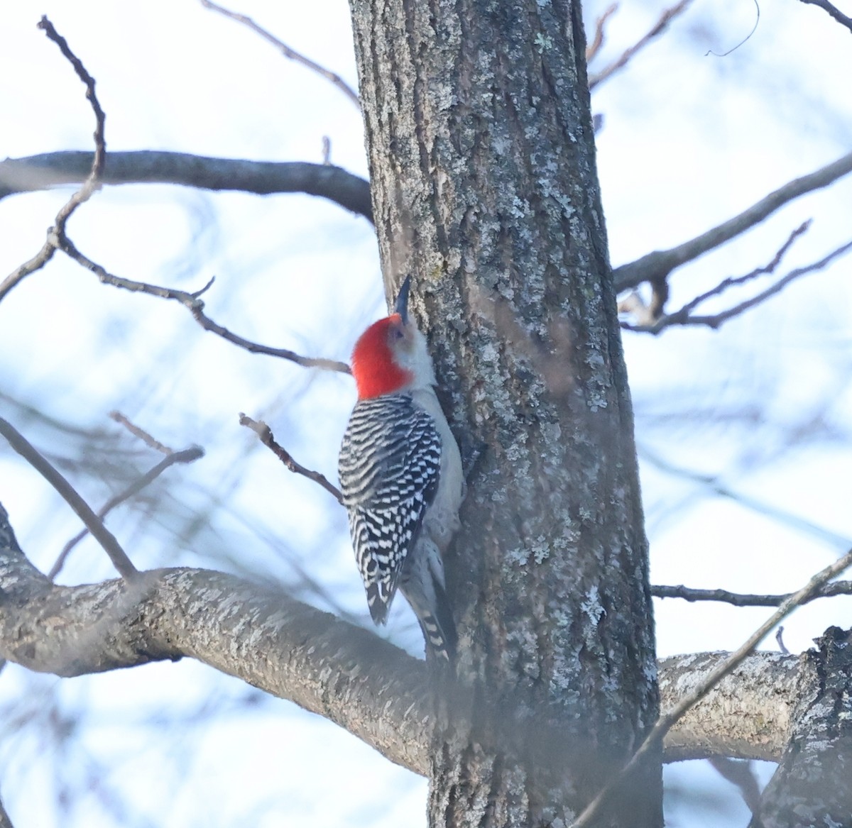 シマセゲラ - ML646755602