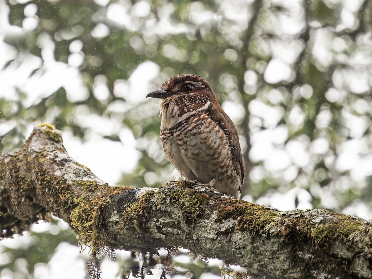 Short-legged Ground-Roller - ML646755604