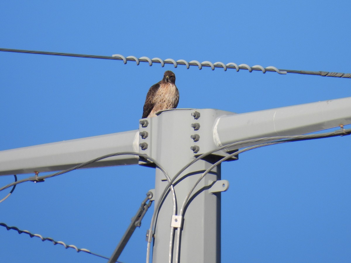 Red-tailed Hawk - ML646755605
